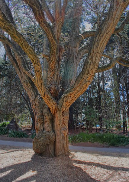 flo tree.jpg